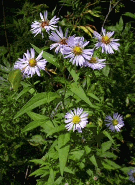 Aster x salignus, общий вид растения