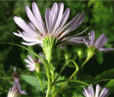 Корзинка Aster x salignus