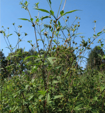 Bidens frondosa, общий вид растения