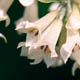 Лох узколистный / Elaeagnus angustifolia L.