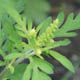Амброзия полыннолистная / Ambrosia artemisiifolia L.