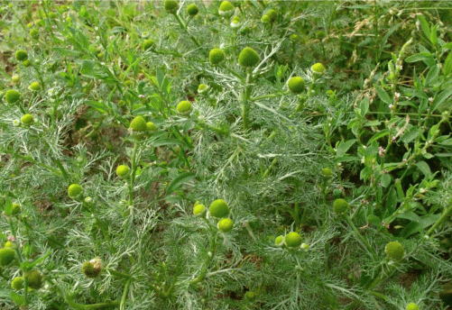 Облик Chamomilla suaveolens