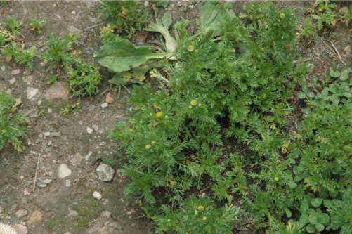 Chamomilla suaveolens вдоль тропинки