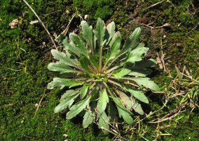 Розетка Conyza canadensis
