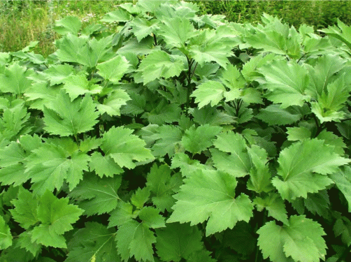 Вегетирующие растения Cyclachaena xanthiifolia