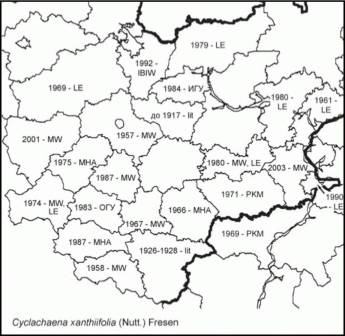 Рассление Cyclachaena xanthiifolia в Средней России