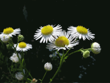 Цветение Erigeron annuus