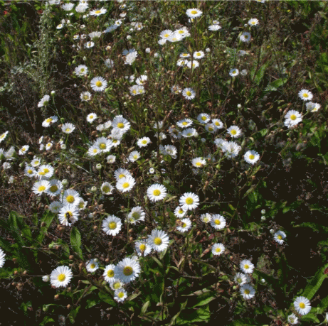 Внедрение Erigeron annuus в луговые сообщества