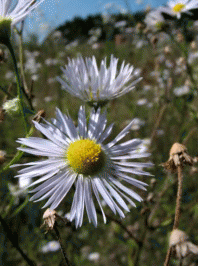 Корзинки Erigeron annuus
