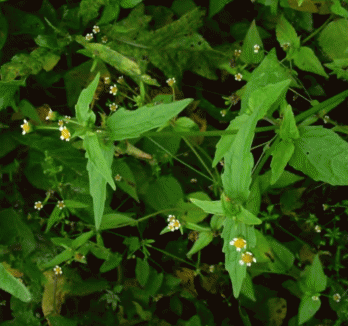 Корзинки Galinsoga parviflora