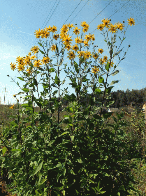 Массовое цветение Helianthus tuberosus