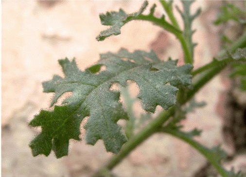 Клейкие листья Senecio viscosus