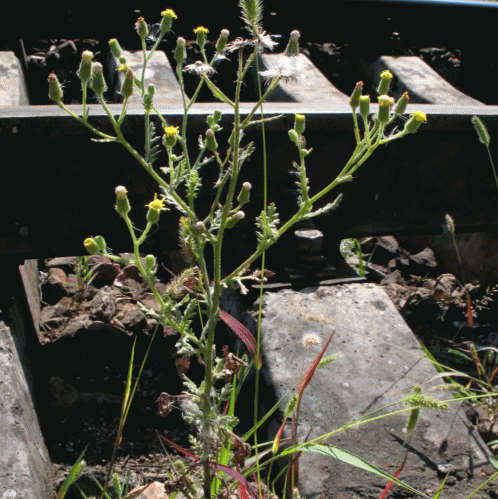 Расселение Senecio viscosus по железнодорожным путям