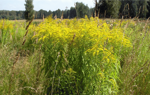 Внедрение Solidago canadensis в луговые сообщества, Московская область, пойма реки Клязьма
