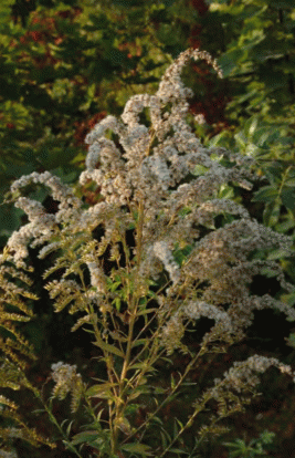 Плодоношение Solidago canadensis