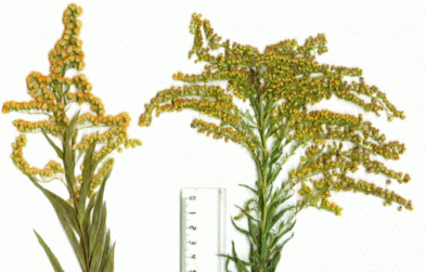 Соцветия Solidago gigantea (слева) и Solidago canadensis (справа)