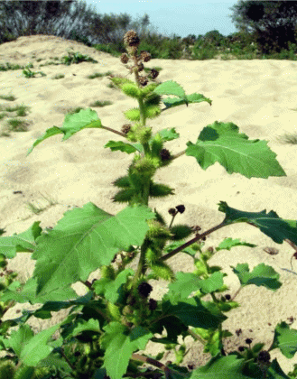 Внедрение Xanthium albinum в прибрежные сообщества, река Ока