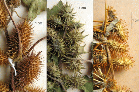 Соплодия трех Xanthium albinum (слева), X.strumarium (в центре), X.spinosum (справа)