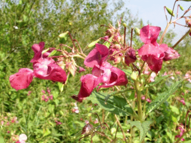 Внедрение Impatiens Glandulifera в прибрежные сообщества, Московская область, река Москва в Одинцовском районе