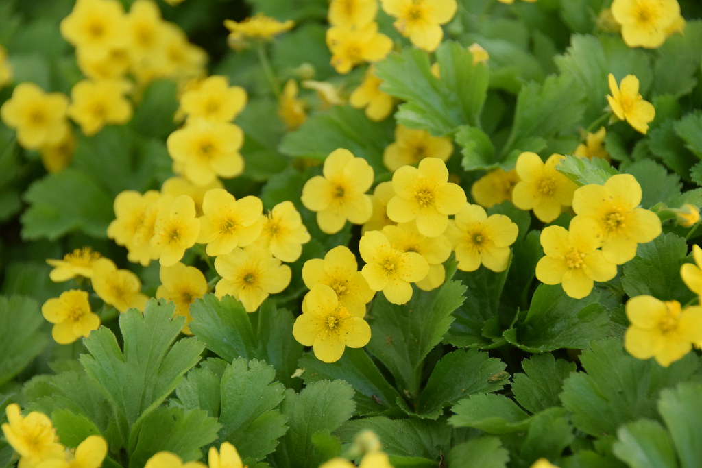 Вальдштейния гравилатовидная — Waldsteinia geoides Willd.