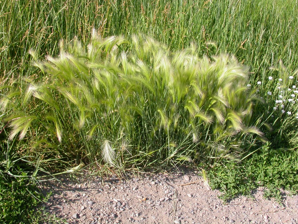 Ячмень гривастый — Hordeum jubatum L.