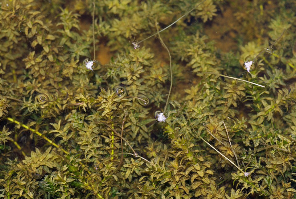 Элодея канадская — Elodea canadensis Michx.