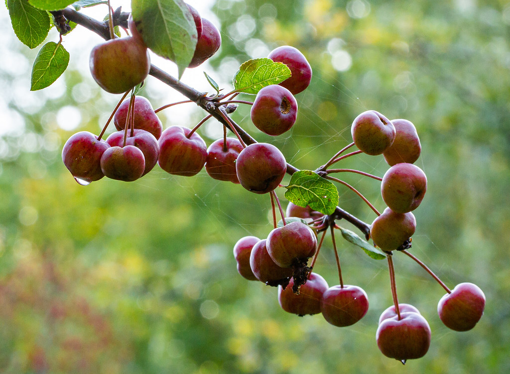 Яблоня ягодная — Malus baccata L.