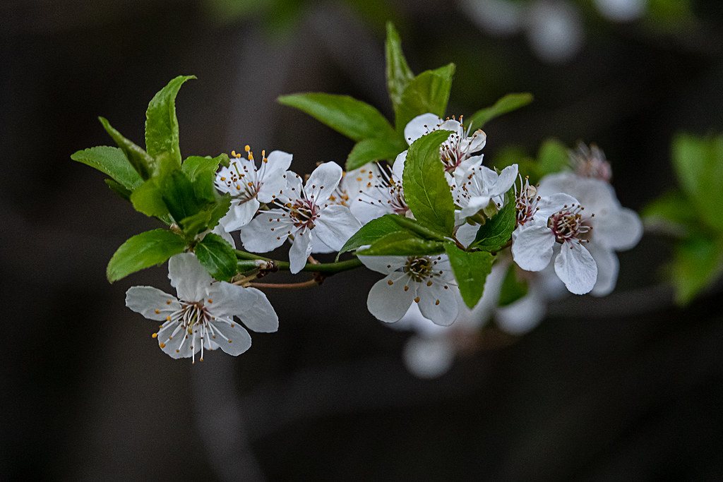 Алыча — Prunus cerasifera Ehrh.