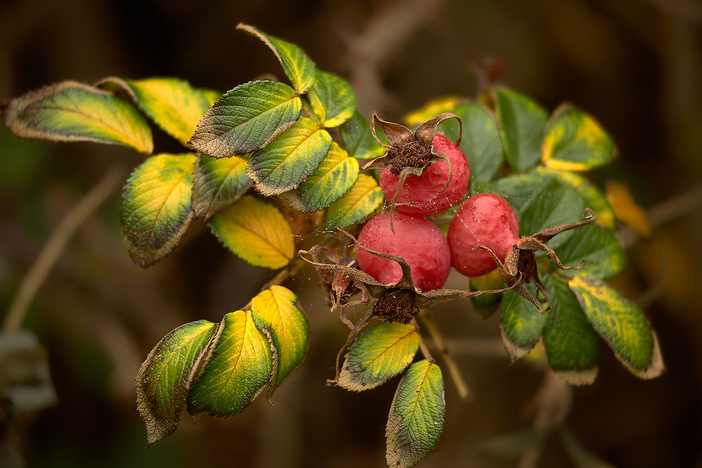 Роза морщинистая — Rosa rugosa Thunb.