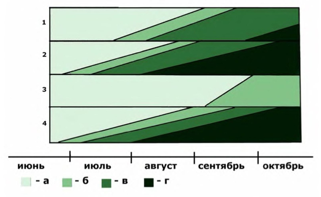 Феноритм Bidens frondosa в интродукционной популяции при различной длине дня 1 — образцы московского происхождения, естественная длина дня; 2 