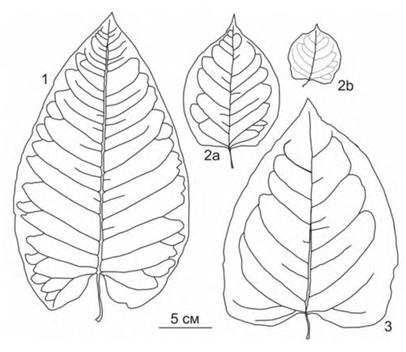 Форма листьев европейских видов Reynoutria japonica
