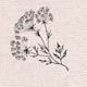 Семейство Apiaceae (Umbelliferae) — Сельдерейные (Зонтичные)